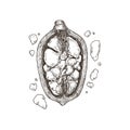 Baobab fruit. Adansonia digitata. Engraved sketch style. Vector illustration