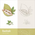 Baobab fruit Royalty Free Stock Photo