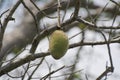 Baobab Fruit Hanging on the Tree Royalty Free Stock Photo