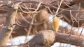 Baobab fruit Royalty Free Stock Photo