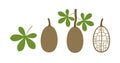 Baobab fruit logo. Isolated baobab fruit on white background Royalty Free Stock Photo
