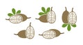 Baobab fruit logo. Isolated baobab fruit on white background