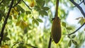 Baobab Fruit