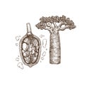 Baobab fruit and tree. Adansonia digitata. Engraved sketch style. Royalty Free Stock Photo
