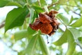 Baobab fruit on the baobab tree Royalty Free Stock Photo