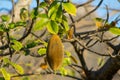 Baobab fruit