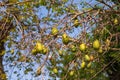 Baobab fruits on branches Royalty Free Stock Photo