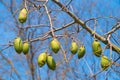 Baobab fruits on the branches Royalty Free Stock Photo