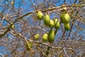 Baobab fruits on the branches Royalty Free Stock Photo