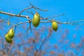 Baobab fruits on the branches Royalty Free Stock Photo