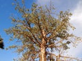 Baobab with fruits. Royalty Free Stock Photo