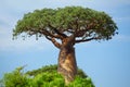 Baobab Royalty Free Stock Photo