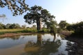 Baobab- Kissama National Park Angola