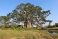 Baobab- Kissama National Park Angola