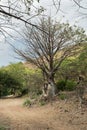 Baobab in the Koko Crater Botanical Garden Royalty Free Stock Photo