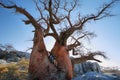 Baobab on Kubu island in winter Royalty Free Stock Photo