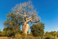 Baobab called the baobab of lovers or baobabs amoureux in french. Royalty Free Stock Photo