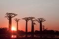 Baobab of madagascar sky and cloud