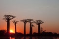 Baobab of madagascar sky and cloud