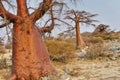 Baobab, Makgadikgadi Pans National Park, Botswana Royalty Free Stock Photo