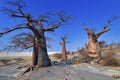 Baobab, Makgadikgadi Pans National Park, Botswana Royalty Free Stock Photo