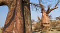 Baobab, Makgadikgadi Pans National Park, Botswana Royalty Free Stock Photo