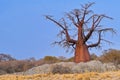 Baobab, Makgadikgadi Pans National Park, Botswana Royalty Free Stock Photo
