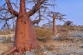 Baobab, Makgadikgadi Pans National Park, Botswana Royalty Free Stock Photo