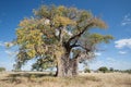 Baobab in namibia