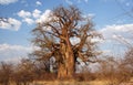 Baobab, Namibia, Africa