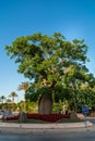 Baobab old tree in a gyratory of the city.