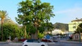 Baobab old tree in a gyratory of the city.