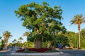 Baobab old tree in a gyratory of the city.