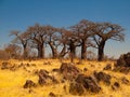 Baobab Paradise near Savuti Royalty Free Stock Photo