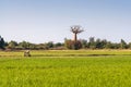 Baobab and rice field Royalty Free Stock Photo
