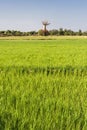 Baobab and rice field Royalty Free Stock Photo