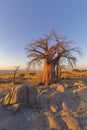 Baobab and rocks at sunrise