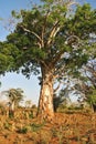 Baobab in savanna in eastern Mozambique