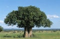 Baobab in Savanna, Tarangire Park in Tanzania