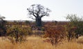 Baobab in the savannah, Kruger National Park, South Africa Royalty Free Stock Photo