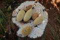 Baobab seed