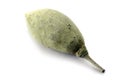 Baobab Seed Pod on White