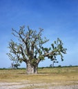 Baobab in Senegal