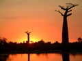 Baobab silhouette