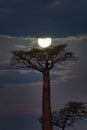 Baobab and the moon