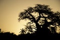 Baobab Silhouette in the Sunset Sky