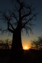 Baobab Silhouette Sunset