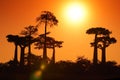 Baobab Royalty Free Stock Photo