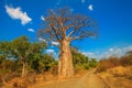 Baobab in South Africa Royalty Free Stock Photo