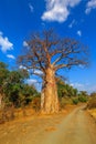 Baobab in South Africa vertical Royalty Free Stock Photo